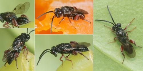 Antrocephalus cameroni